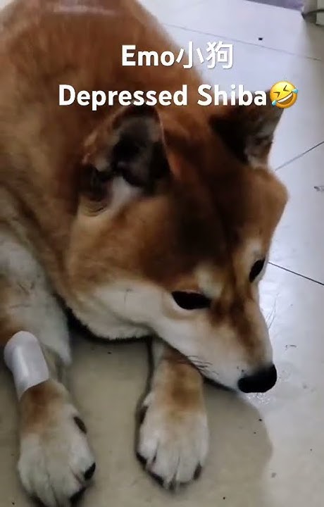 depressed-shiba-inu-shortsvideo-cute-dogshorts-funny-doggo