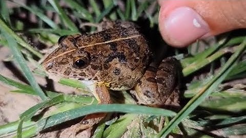 Catch the frog | Touch the frog to make a funny drum frog toads| funny friend froggy