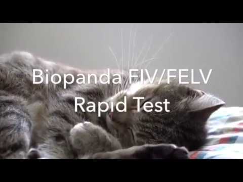 ვიდეო: კატაში FeLV ინფექციასთან დაკავშირებული სისხლის დარღვევები