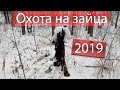 Охота на зайца 2019.Выход зайца на номер./Hunting for a hare 2019. Exit the hare to the number.