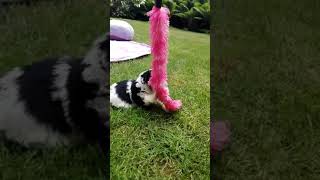 Biewer Yorkie Puppy For Sale By Euro Puppy