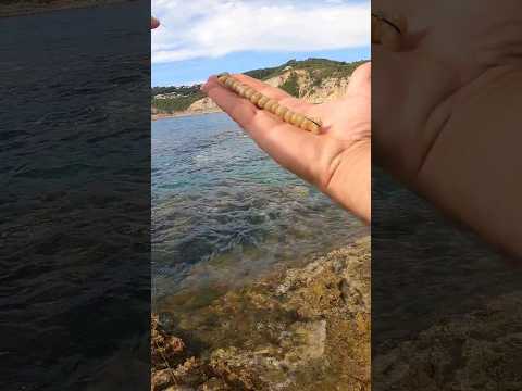 Video: ¿Qué es un palangre de cangrejo?