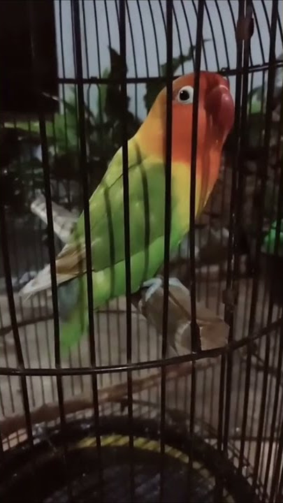 story wa burung lovebird ngekek panjang