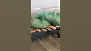 Mẻ lưới tôm tích đi biển đầu năm tươi ngon hết sẩy #shorts