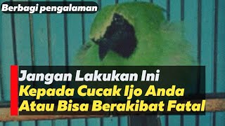kalian harus tau.. jangan merubah² masteran untuk burung cucak ijo