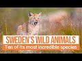 Sweden's most amazing wild animals