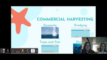 Overfishing Elle + Ivy - Google Slides