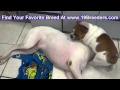 Bull Pei, Puppies For Sale, In, Kent, Washington, WA, Bainbridge Island, Mercer Island, Maple Valley Bull Pei, Puppies For Sale, In, Kent, Washington, WA, Bainbridge Island, Mercer Island, Maple Valley