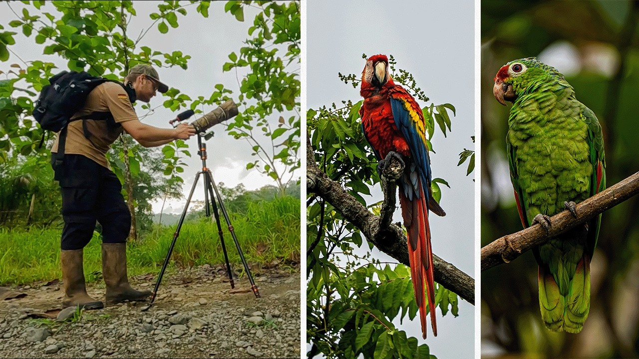Wildlife Photography Vlog | Tropical River | Costa Rica
