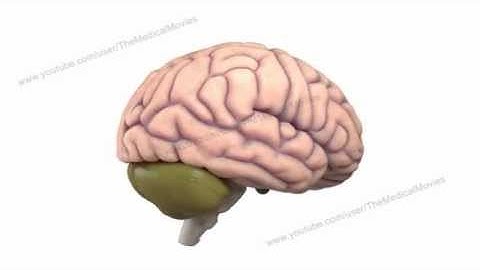 Brain rotating in a loop