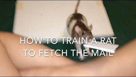 How to Train a Rat to Fetch the Mail