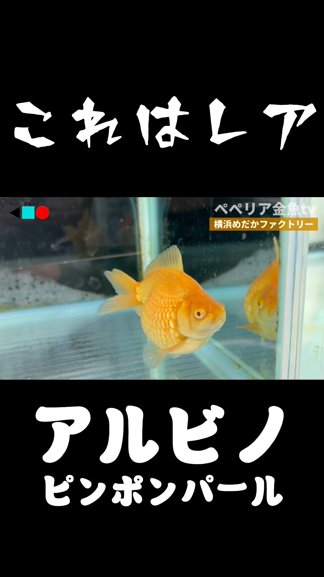 Do you like rare goldfish?] Albino Ping Pong Pearl - YouTube