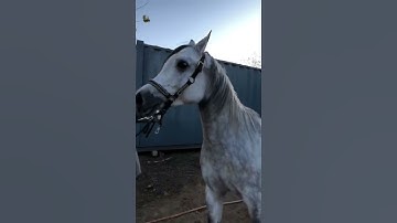 Best Wild Horses Mare Compilation of some Wild Horse Fights Video 54