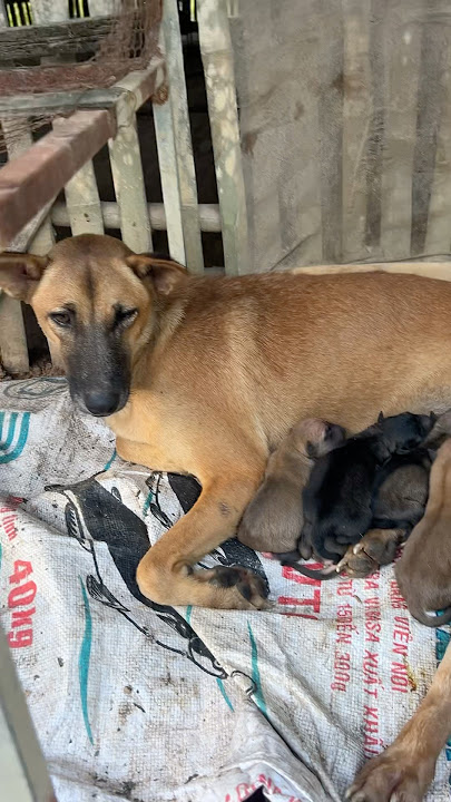 Dog 🐕 puppies #animalphotos #animalpictures