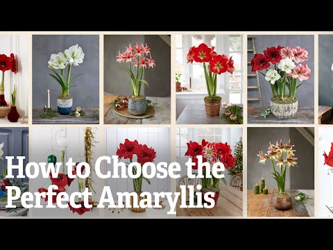 Video: Hvad er forskellen mellem amaryllis og hippeastrum: ligheder og forskelle, pleje af blomster og avle dem derhjemme