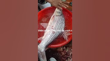 CÁ CÓC SÔNG - ĐẶC SẢN CÁ SÔNG THIÊN NHIÊN AN GIANG