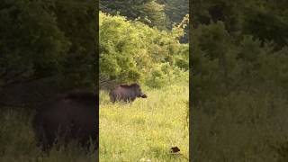 Derri Egër Në Malin Sharr Bjeshket E Sharrit Ë