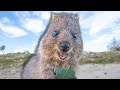 Baby Quokkas are the Cutest Animals in the World [PART 2] 🐻 feat Predator Throw