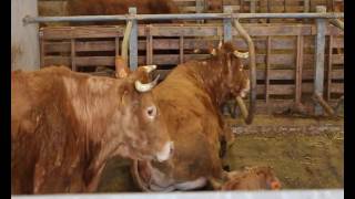 Systeme de logettes en vaches allaitantes - Chambre d'agriculture de la Corrèze