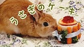 ﾈｻﾞｰﾗﾝﾄﾞﾄﾞﾜｰﾌ うさぎ用ケーキの簡単作り方 誕生日 40 Youtube