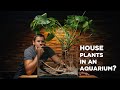 How your houseplants can thrive in an aquarium