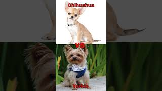 Chihuahua vs Yorkie  Subscribe for Chihuahua, Like for Yorkies #chihuahua #yorkie #dog