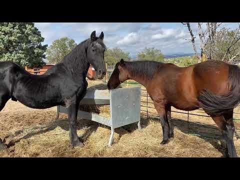 Fresno, un caballo