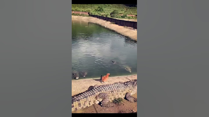 Este cocodrilo se comió un pollo vivo   #short
