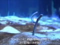 組曲「動物の謝肉祭」より水族館Camille Saint-Saëns