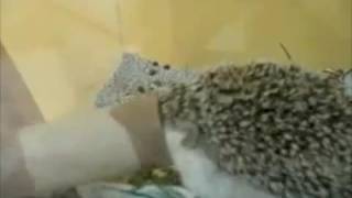Watch Parry Gripp Boogie Boogie Hedgehog video