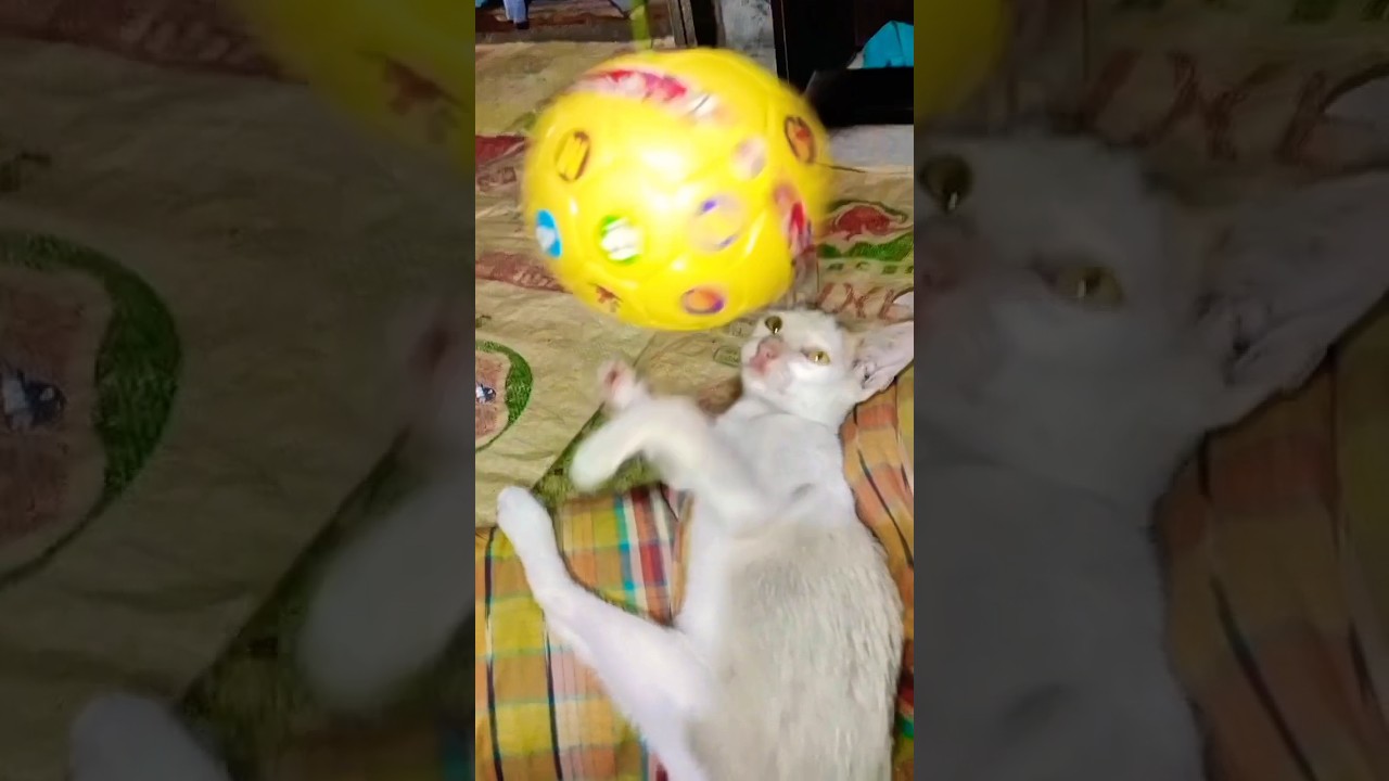 CAT' Masterpiece Of Action Playing Football 😤 #Cat #funny #funnyanimal #pets #catvideos