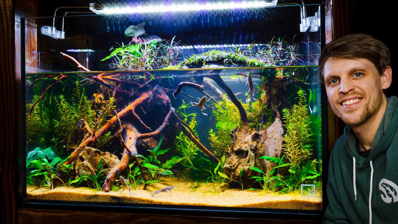 Dripping Jungle Paludarium for Community of Tiny Frogs (African