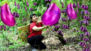 How to Harvest Eggplant, Goes To The Market Sell - Harvesting and Cooking | Tieu Vy Daily Life