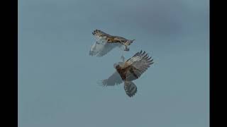 Northern Harrier stealing prey from Short-eared Owl in midflight! Total time, 1 second!