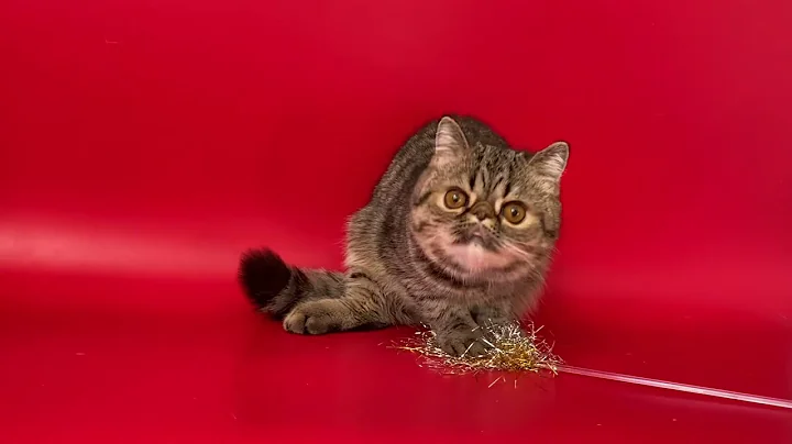 Watch the video about Tyson Exotic shorthair brown tabby male kitten of Majestymeow Cattery!