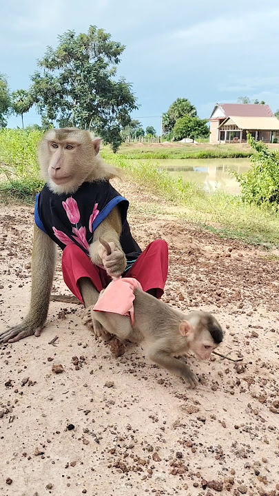 Great Video of SokYaa,ToTo , Phao And Sokhaa are HARMONY And Fun Will MAKE YOU SMILE