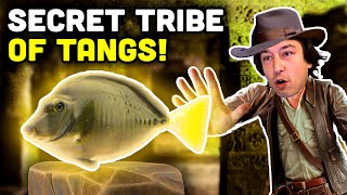 Talking Fish: Sawtail Tangs! The Lost Tang Tribe, Prionurus!