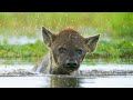 Hyena Sniffs Out a Soggy Supper | Dynasties II | BBC Earth
