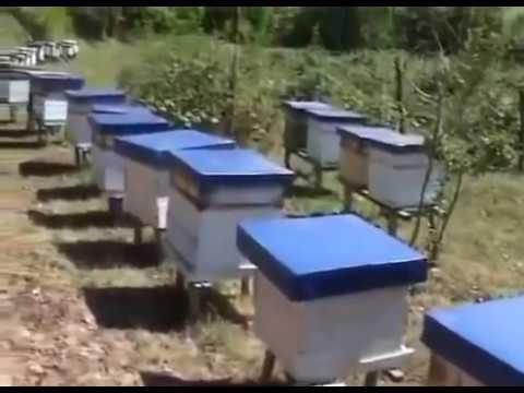 Pčelarstvo kroz godišnja doba -  Belchev 12345