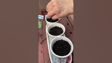 Planting catnip pt 1! #cat#catnip#plants#garden#cute#music#trending#fyp#shorts#viral