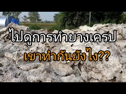 สวนยาง EP.28 การทำยางเครป(Crepe rubber making)