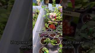 Коллекционер Вячеслав Крайнов будет ждать вас на Growbox Market Приходите выбирать хойи!