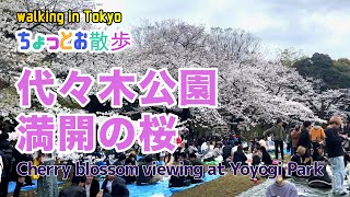 代々木公園でお花見🌸