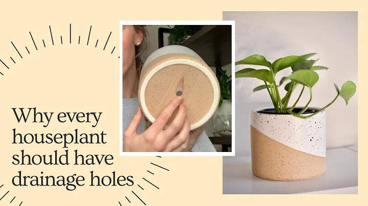 The Importance of Drainage Holes for Healthy Houseplants