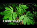 Cassava Leaves — A Simple Leaf With a Big Role