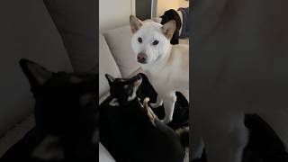 Cute dog tricks with my Shiba Inu
