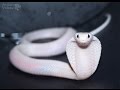 Самая милая змея в мире!