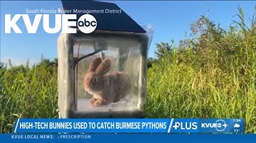 Robot rabbits help Florida researchers catch Burmese pythons