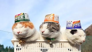 スーパーカップ　のせ猫　2024　240416