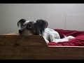 How to Make a DIY Dog Bed How to Make a DIY Dog Bed